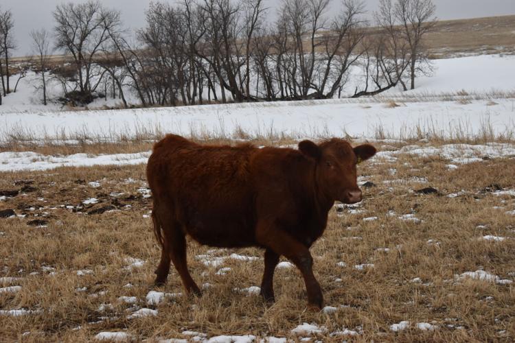 Crop Watcher Senn (223).JPG