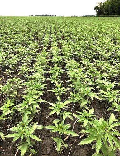 Newly established hemp
