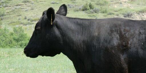 Best's heifer