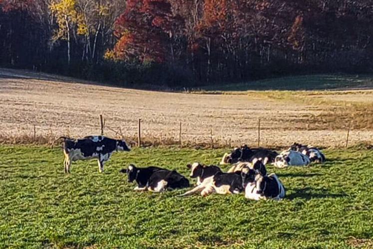 Cows in pasture at Klemish farm