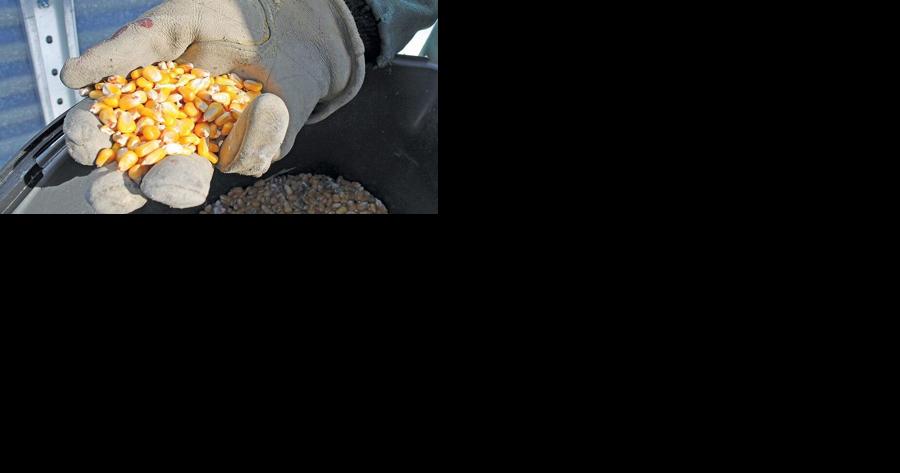USDA reports put pressure on corn market - Vimarsana News