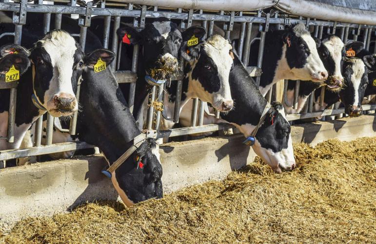 Dairy cattle cows at feed bunk