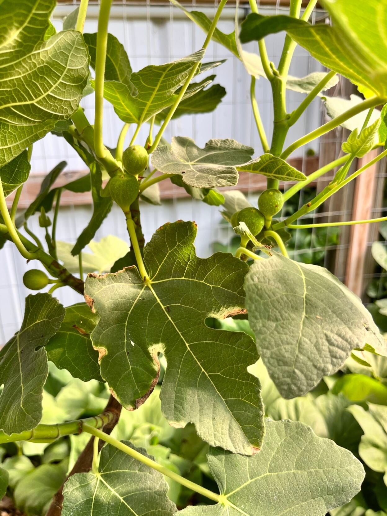 Midplains Produce 3.JPEG