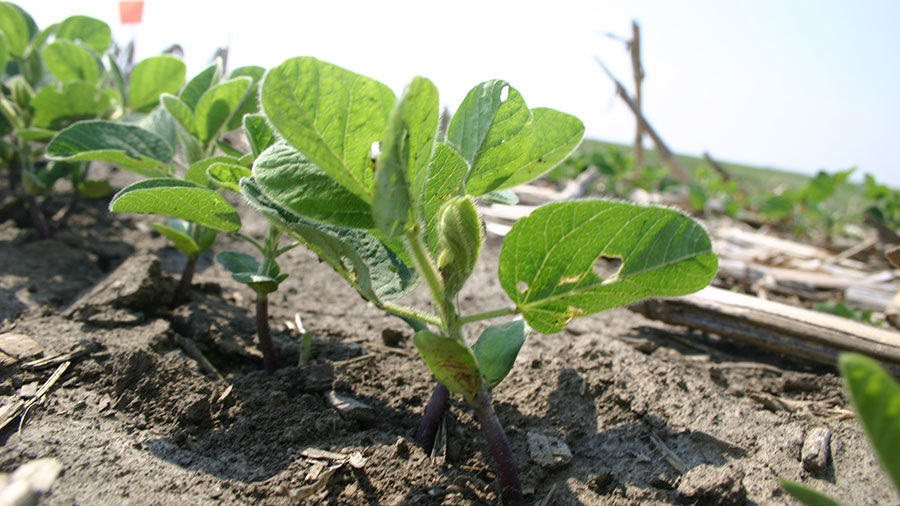 Preemergent herbicides offer opportunity for early weed control
