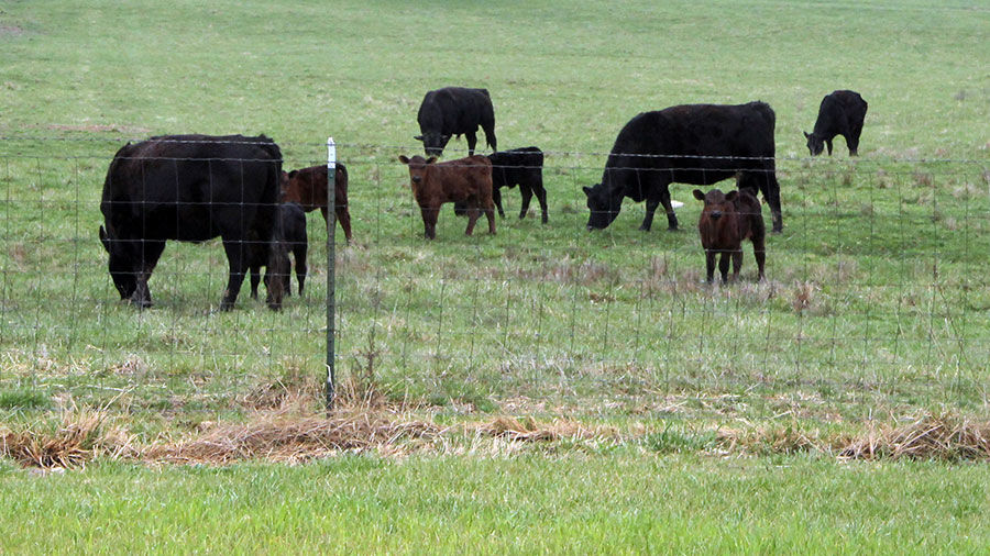 Cattle pasture