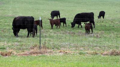 Cattle pasture
