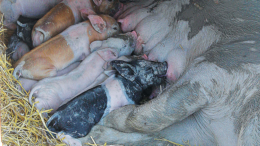 Pigs nursing