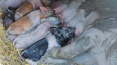 Pigs nursing