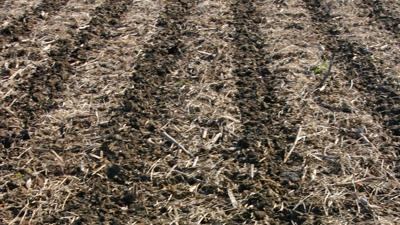 strip-till