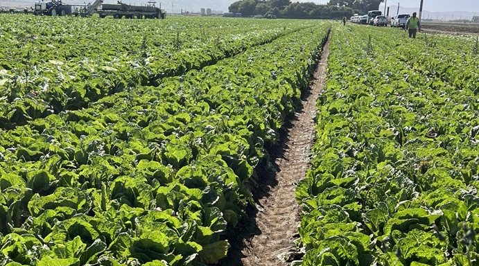 Romaine lettuce