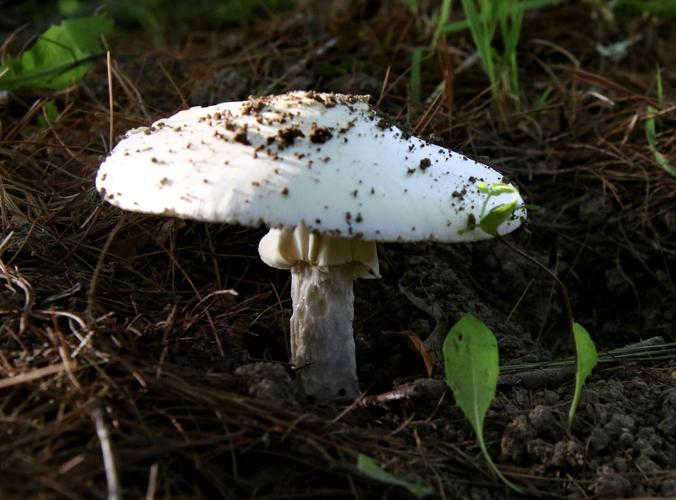 Mushroom