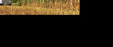 Corn silage season demands precision