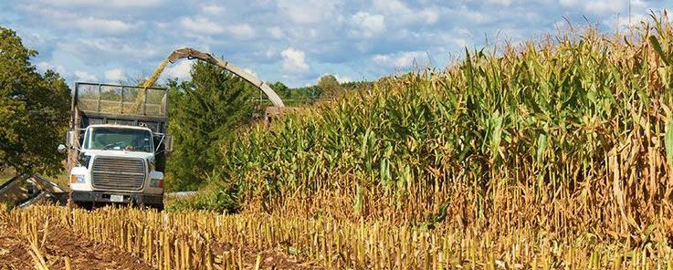 Silage harvest