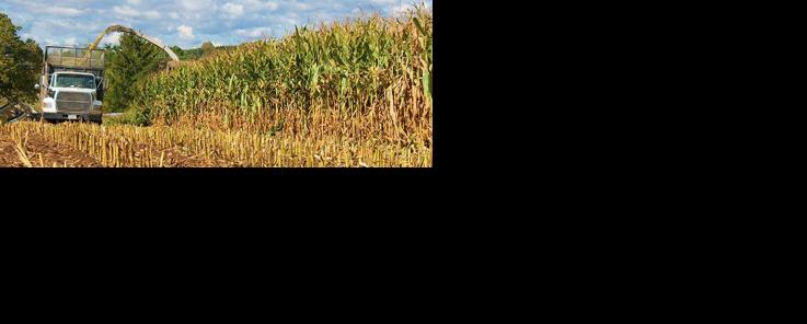 Silage harvest