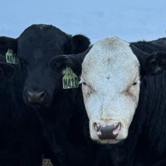 Taking bulls to their new regenerative ranches