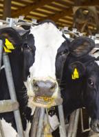 Feeding times affect milk production