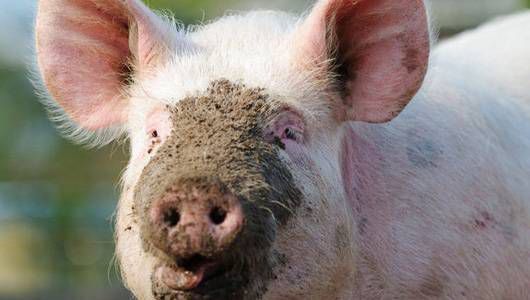 Pig with mud