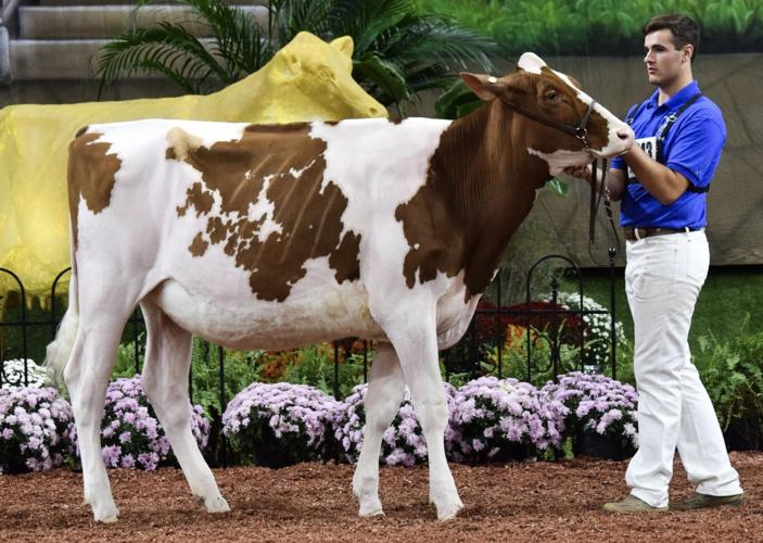Jacob Harbaugh with cow