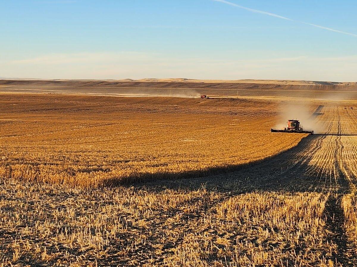 Safflower provides solid rotation for Montana wheat farmers