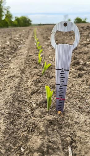 Corn measured