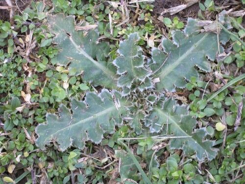 Musk thistle