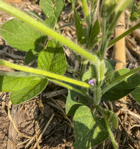 Soybean flower