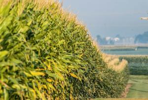 Considerations for leasing: Cash rent vs. crop share