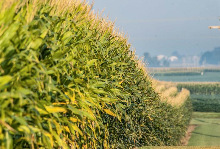 Cornfield