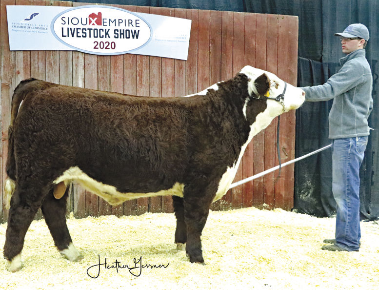 SELS results Neil bulls take one, two in Hereford show