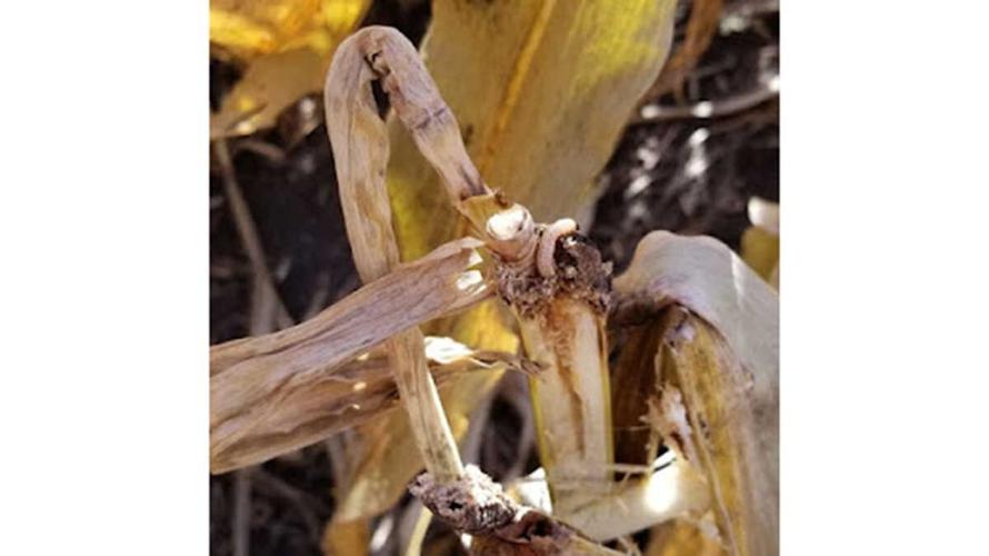 Reducing Bt acres will affect cost, control