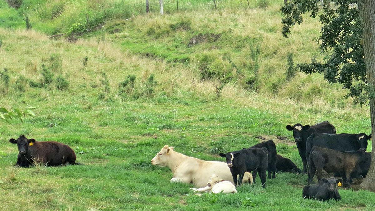 Cattle in shade
