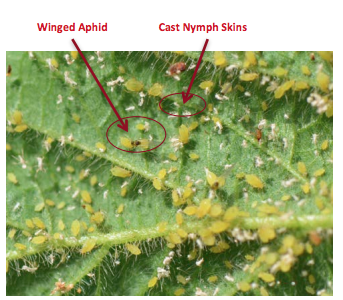 UMN Extension publication on Managing Insecticide Resistant Soybean Aphids