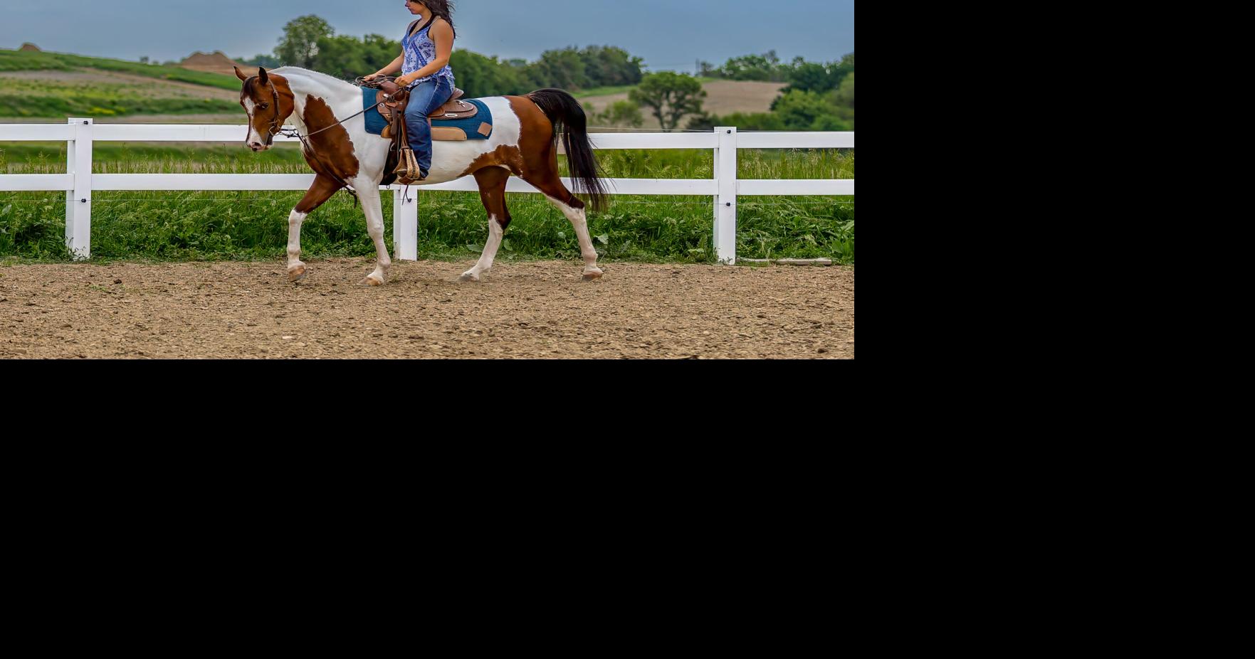 The Arabian: Endurance horses with plenty of personality