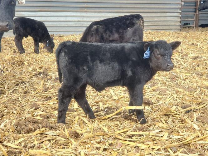 Calves
