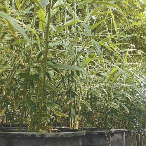 Ginger plants on Deluge Farm