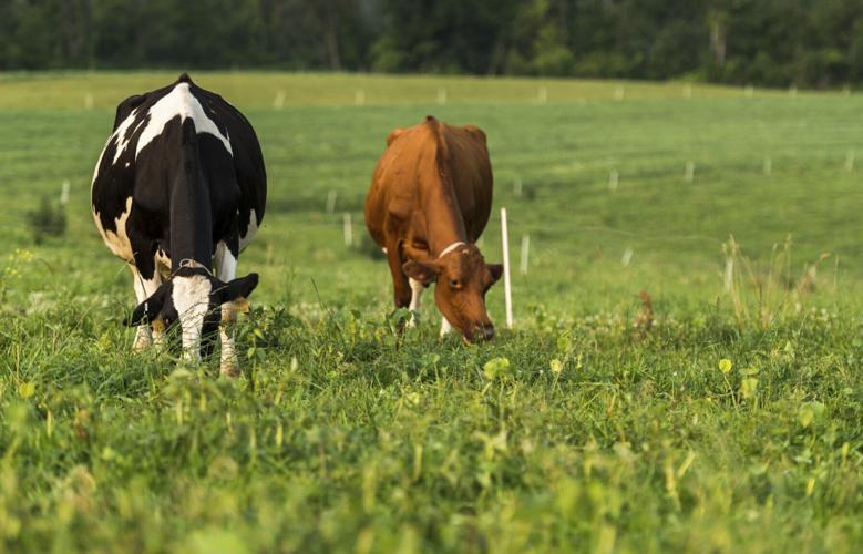 Dairy cows grazing