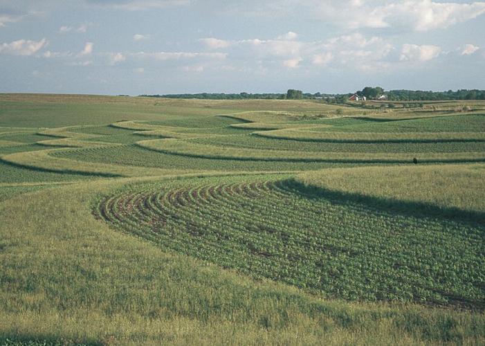 Buffer strips