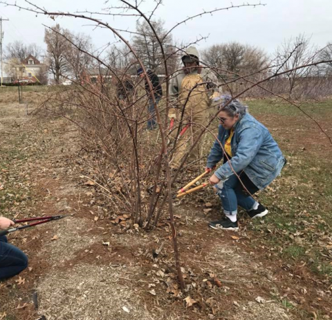 Gardeners prune brambles