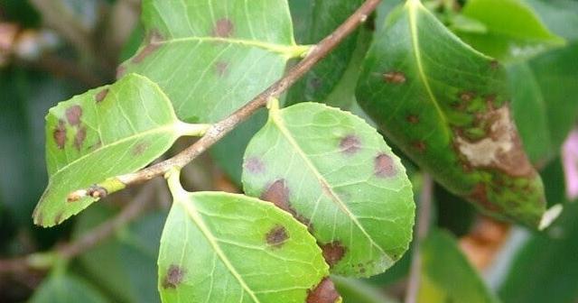 Innovative pipeline analyzes plant pathogens