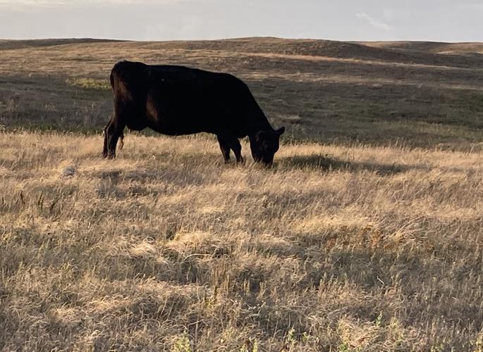 Cow grazes native prairie