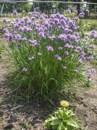 Chives