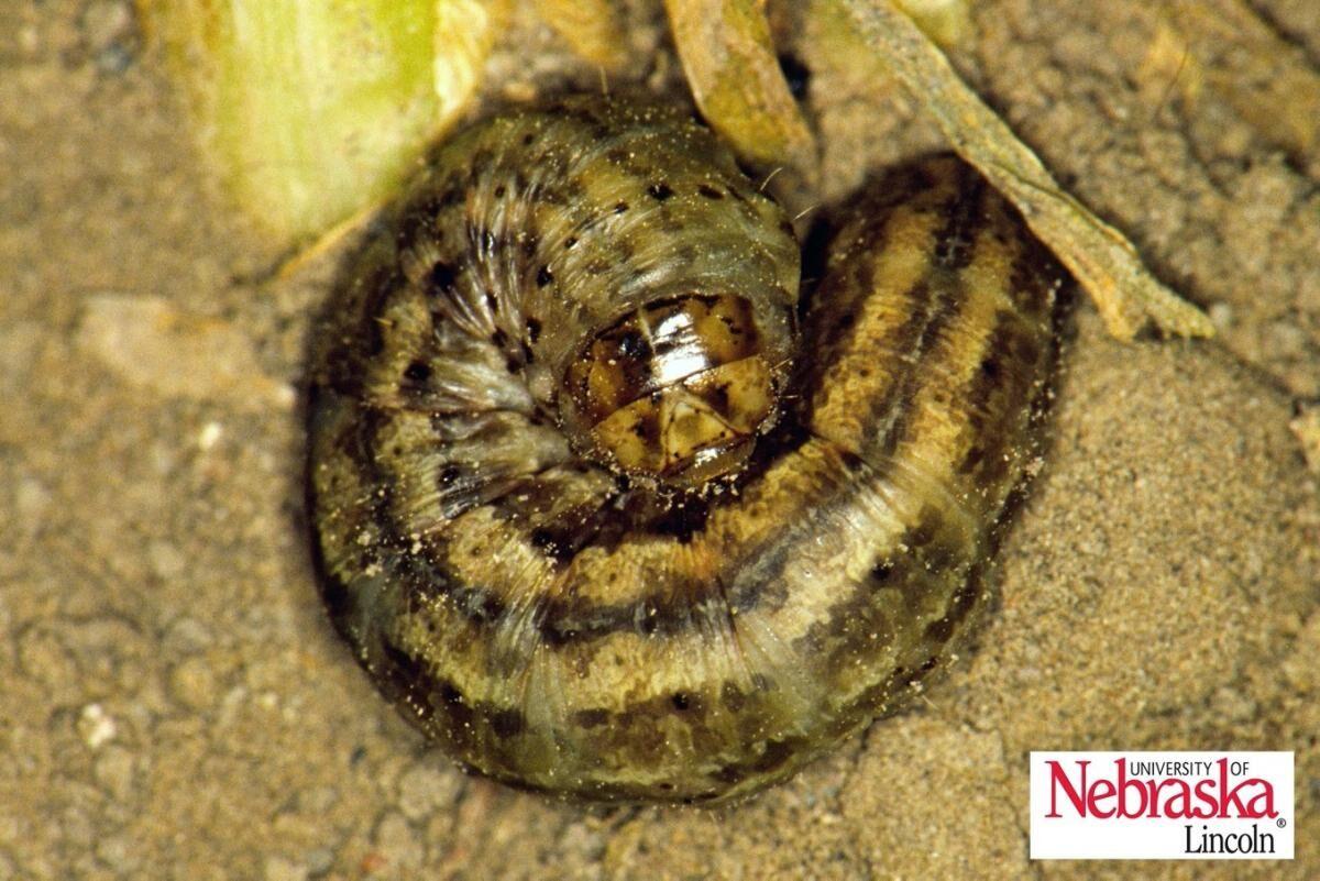 Cutworm