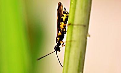 Adult sawfly