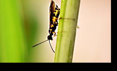 Adult sawfly