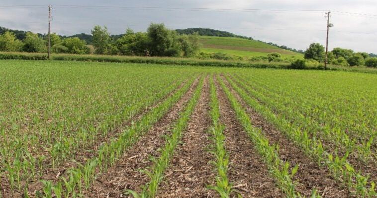 Manage nitrogen efficiently