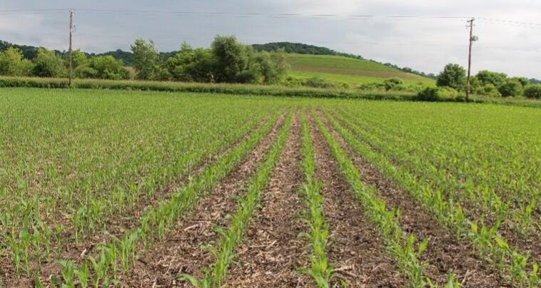 Knee high corn