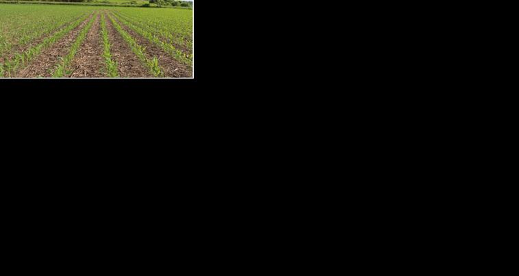 Knee high corn