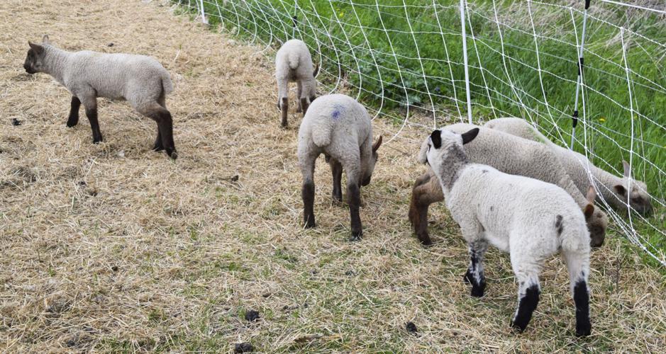 Clun Forest lambs