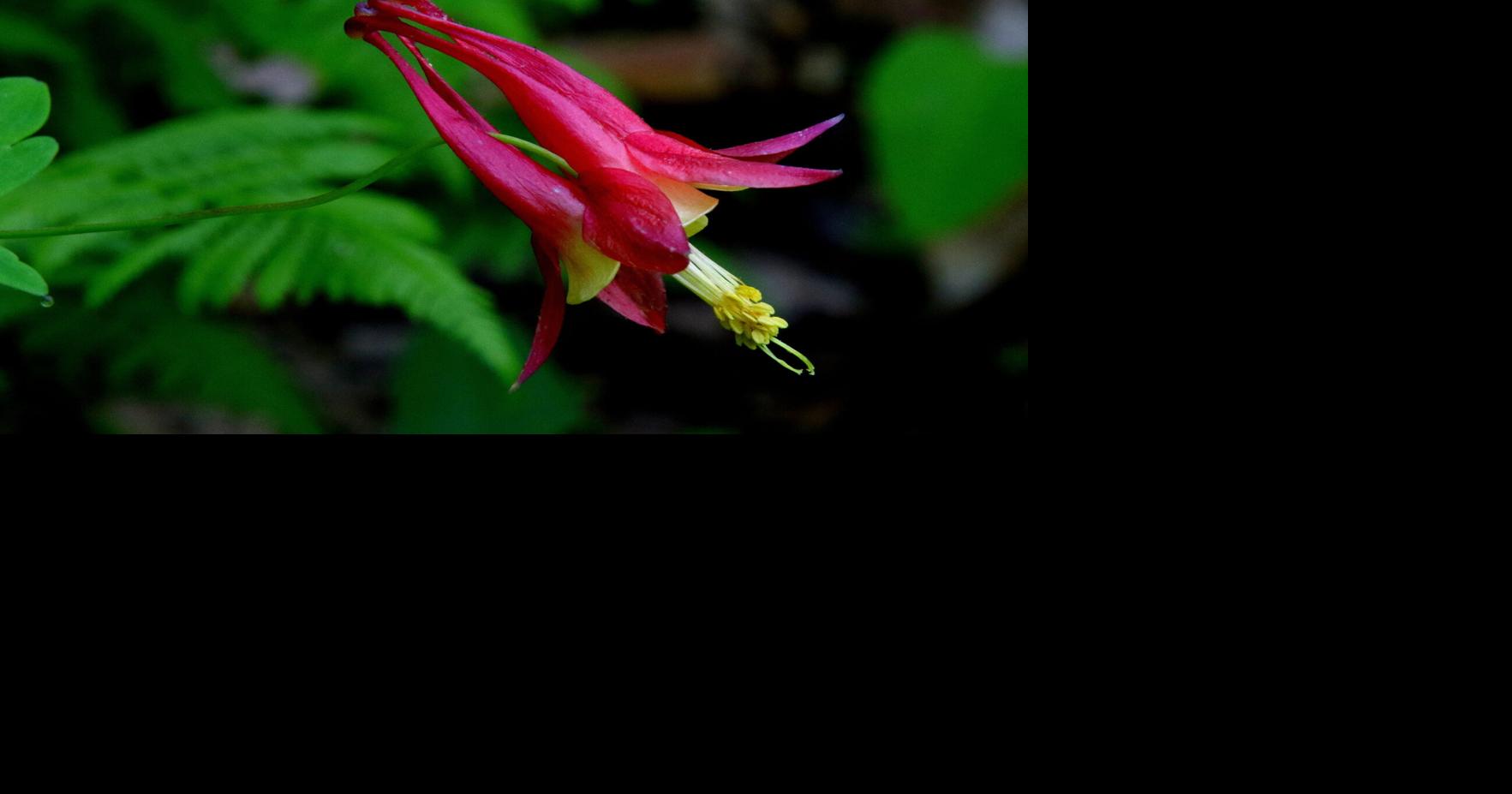 Columbine