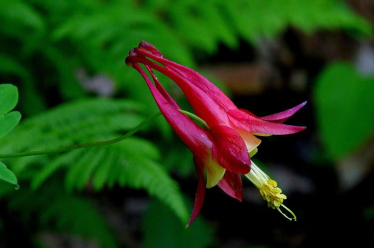 Columbine